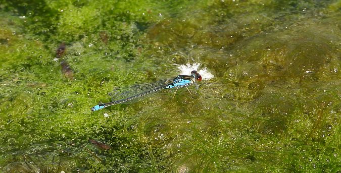 Kleines Granatauge  - Jarosław Słowikowski