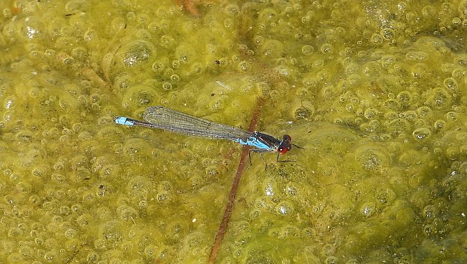oczobarwnica mniejsza  - Jarosław Słowikowski
