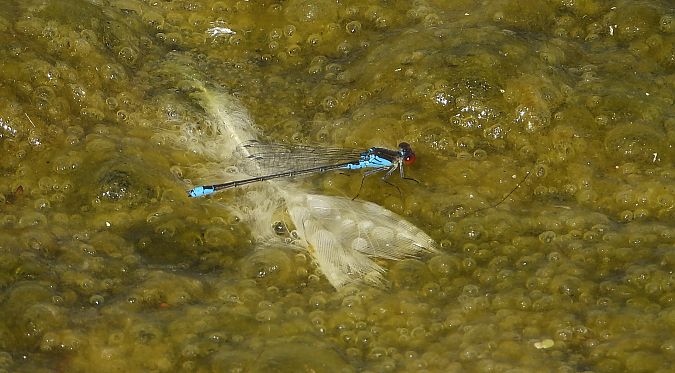 Naïade au corps vert 