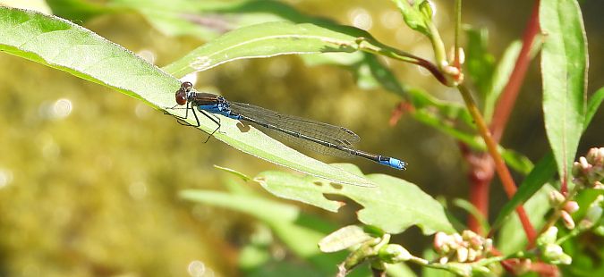 Naïade au corps vert 