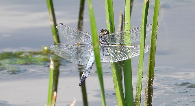 lecicha pospolita  - Jarosław Słowikowski