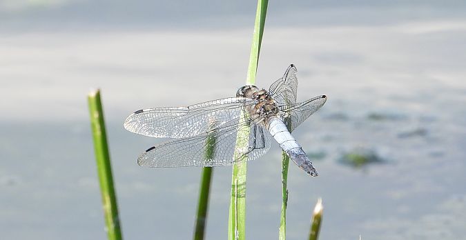 lecicha pospolita  - Jarosław Słowikowski