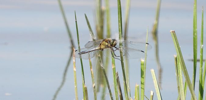 Orthétrum réticulé 