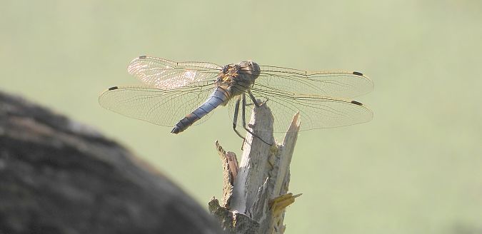 lecicha pospolita  - Jarosław Słowikowski