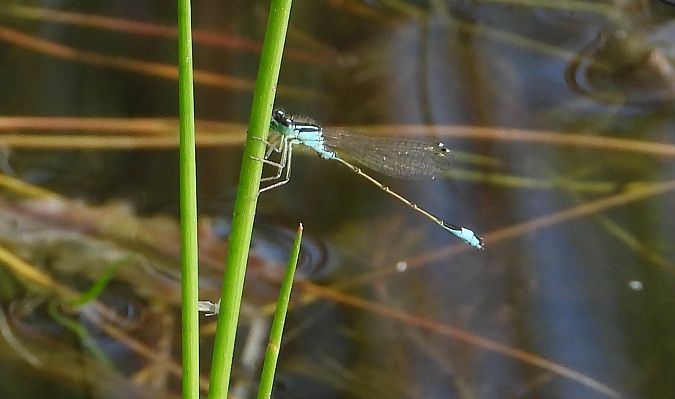 Common Bluetail  - Jarosław Słowikowski