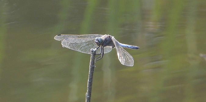 lecicha pospolita  - Jarosław Słowikowski