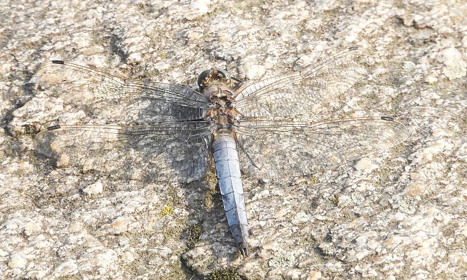 Black-tailed Skimmer  - Jarosław Słowikowski