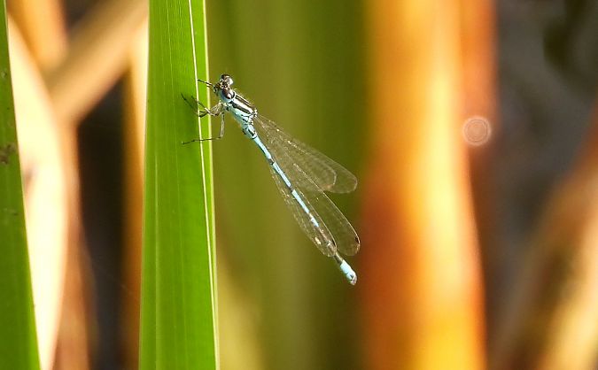 Azure Bluet  - Jarosław Słowikowski