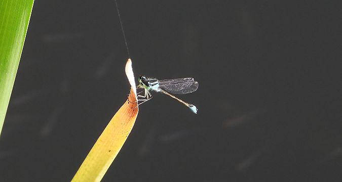 tężnica wytworna  - Jarosław Słowikowski
