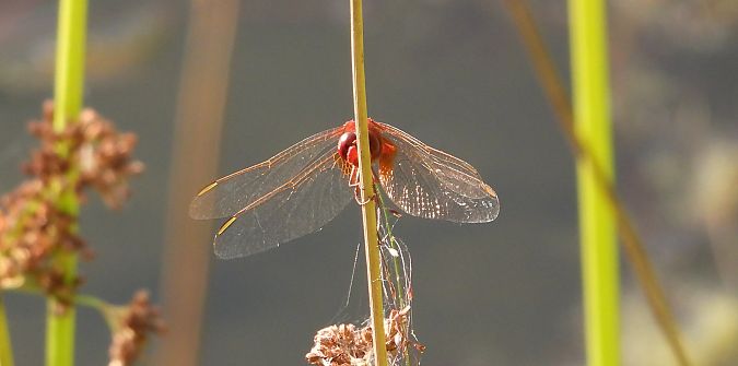szafranka czerwona  - Jarosław Słowikowski