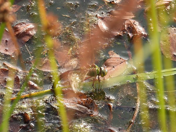 Große Königslibelle 