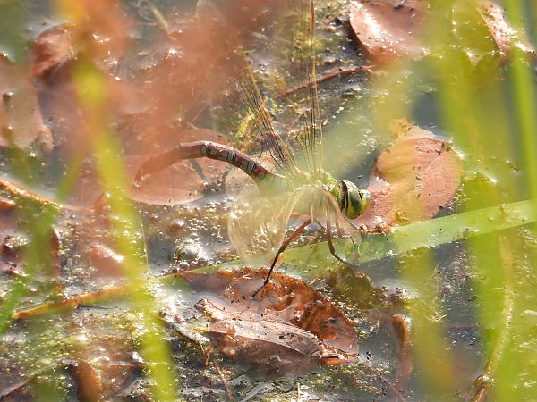 Große Königslibelle 