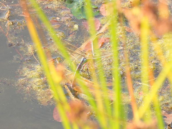 Große Königslibelle 