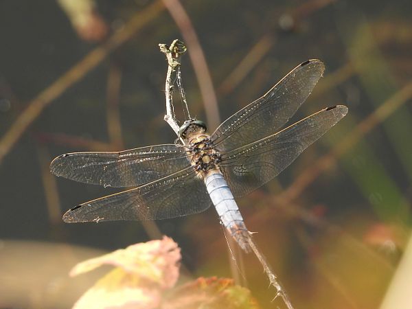 lecicha pospolita  - Jarosław Słowikowski