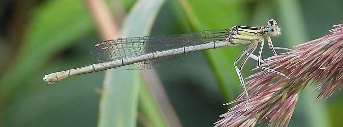 Common Bluet 