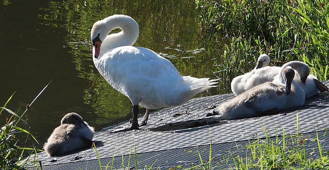 Cygne tuberculé  - Jarosław Słowikowski