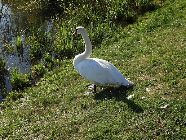 Cygne tuberculé  - Jarosław Słowikowski