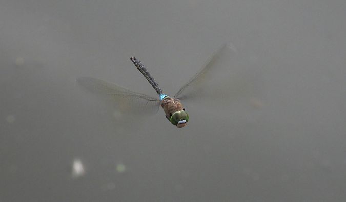 husarz władca  - Jarosław Słowikowski