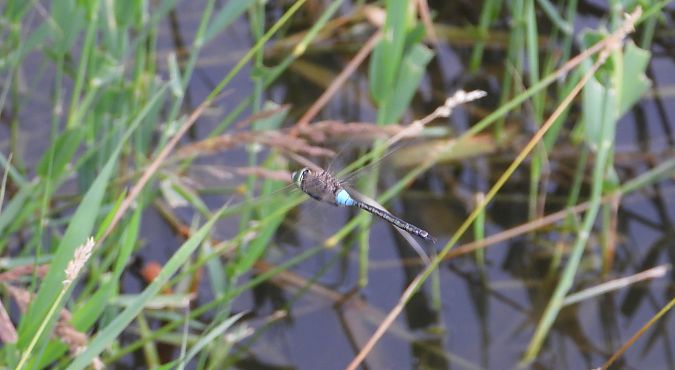 husarz władca  - Jarosław Słowikowski