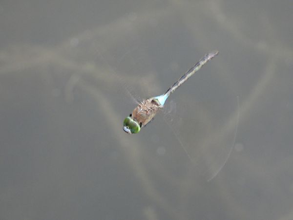 Große Königslibelle 