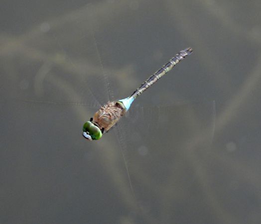 Anax empereur  - Jarosław Słowikowski