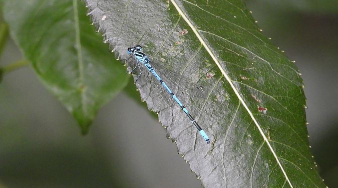 Azure Bluet  - Jarosław Słowikowski