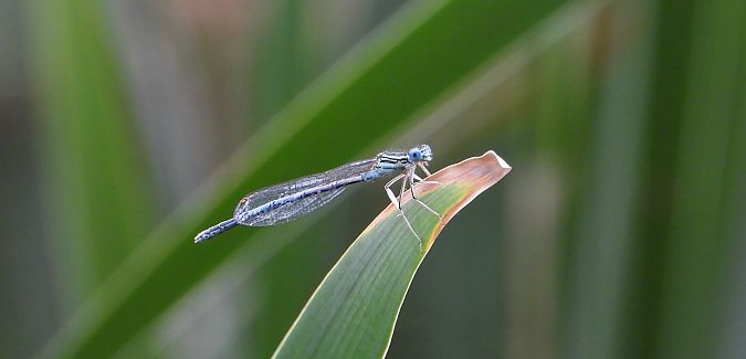pióronóg zwykły  - Jarosław Słowikowski