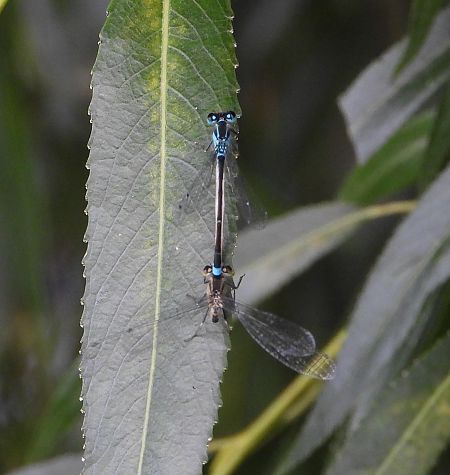 tężnica wytworna  - Jarosław Słowikowski