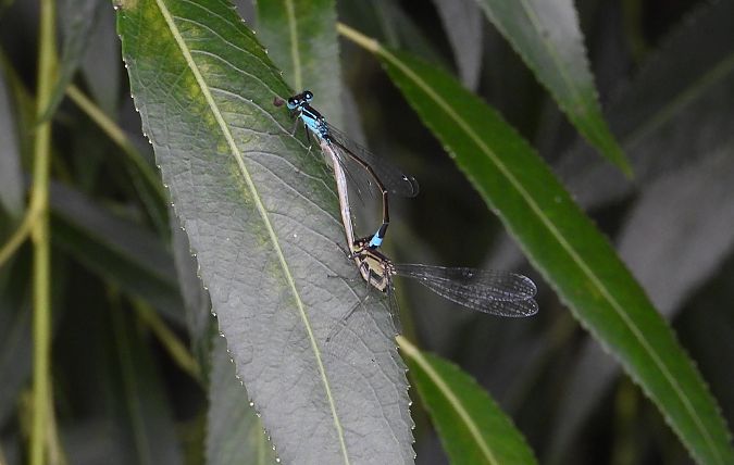 Ischnure élégante  - Jarosław Słowikowski