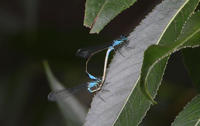 tężnica wytworna  - Jarosław Słowikowski