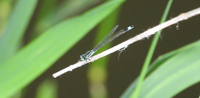 tężnica wytworna  - Jarosław Słowikowski