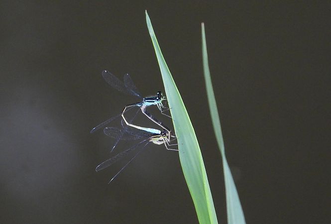 tężnica wytworna  - Jarosław Słowikowski