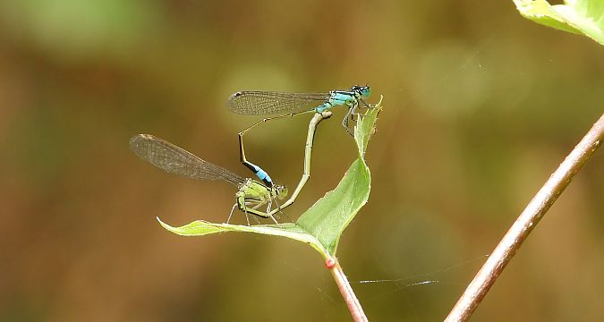 Große Pechlibelle  - Jarosław Słowikowski
