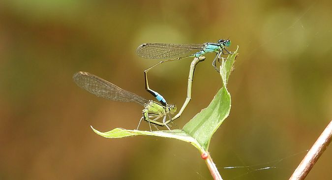 Ischnure élégante  - Jarosław Słowikowski