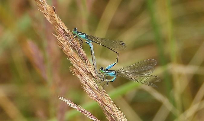 tężnica wytworna  - Jarosław Słowikowski