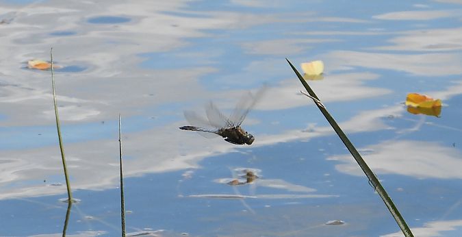 lecicha pospolita  - Jarosław Słowikowski