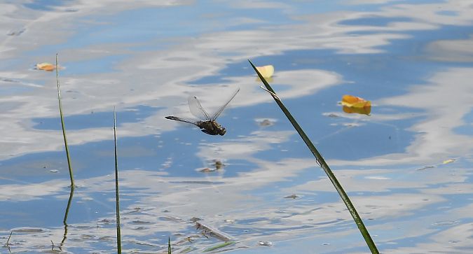 Orthétrum réticulé  - Jarosław Słowikowski