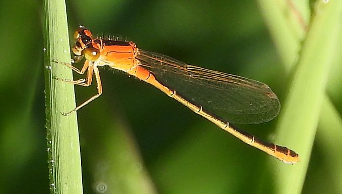 tężnica mała  - Jarosław Słowikowski