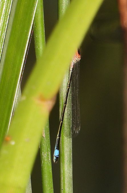 tężnica wytworna  - Jarosław Słowikowski