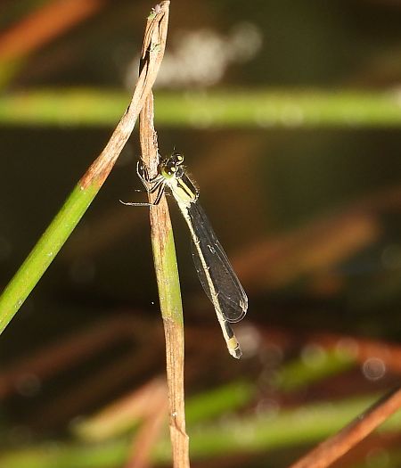 tężnica wytworna  - Jarosław Słowikowski