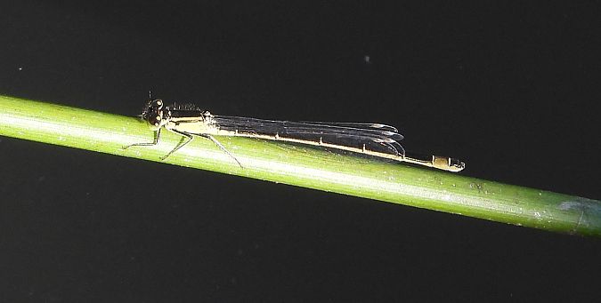 tężnica wytworna  - Jarosław Słowikowski