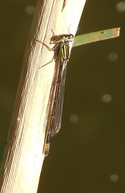 tężnica wytworna  - Jarosław Słowikowski