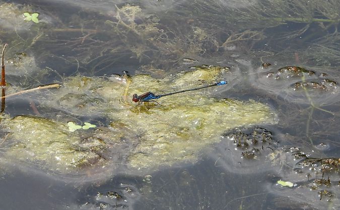 oczobarwnica większa  - Jarosław Słowikowski