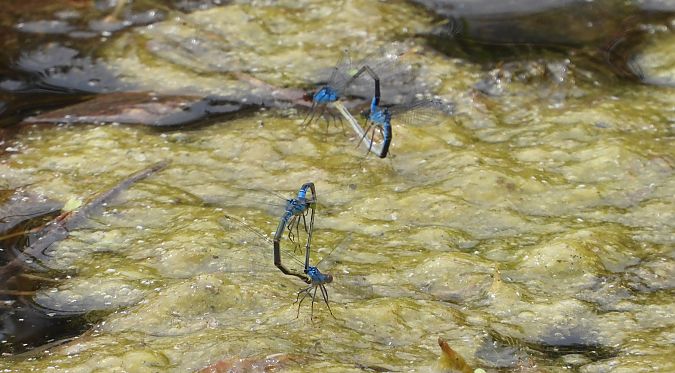 Naïade aux yeux rouges 