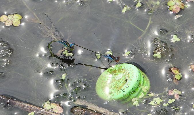 Naïade aux yeux rouges 