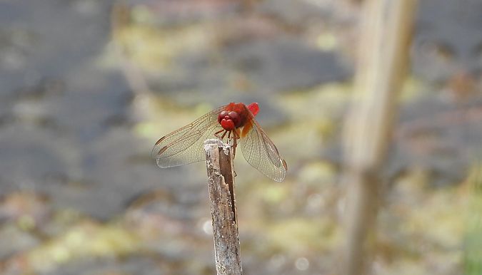 Feuerlibelle  - Jarosław Słowikowski