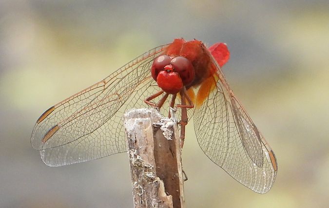 szafranka czerwona  - Jarosław Słowikowski