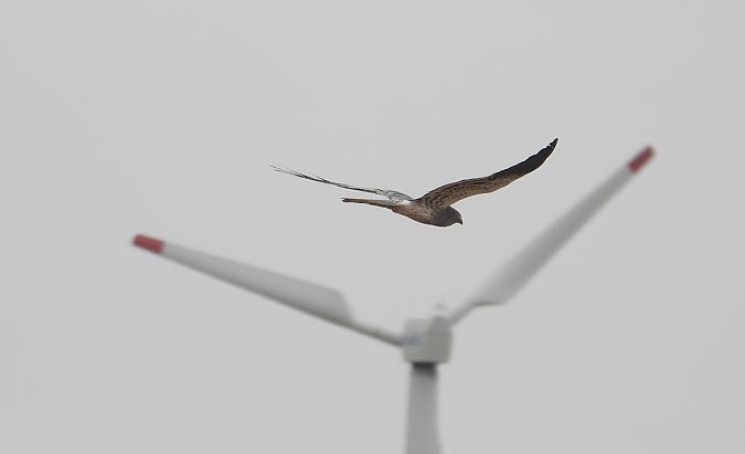 Montagu's Harrier  - Jarosław Słowikowski
