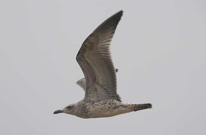 Caspian Gull  - Jarosław Słowikowski