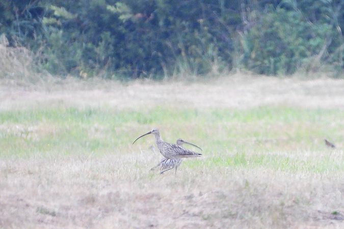 Eurasian Curlew  - Łukasz Krawczyk